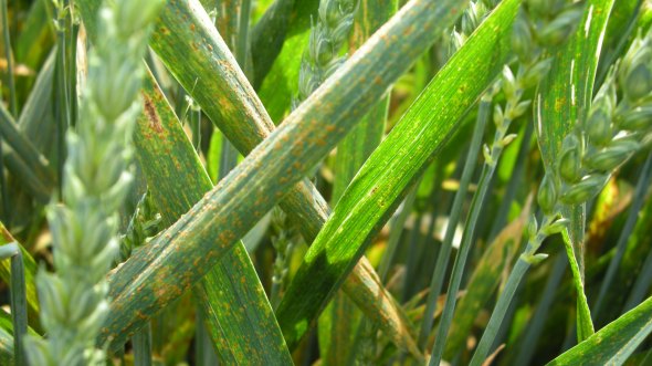 La rouille brune, comme l'ensemble des maladies foliaires, a fait parler d'elle en 2012. L'occasion de tester les dernières nouveautés fongicides.